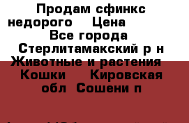 Продам сфинкс недорого  › Цена ­ 1 000 - Все города, Стерлитамакский р-н Животные и растения » Кошки   . Кировская обл.,Сошени п.